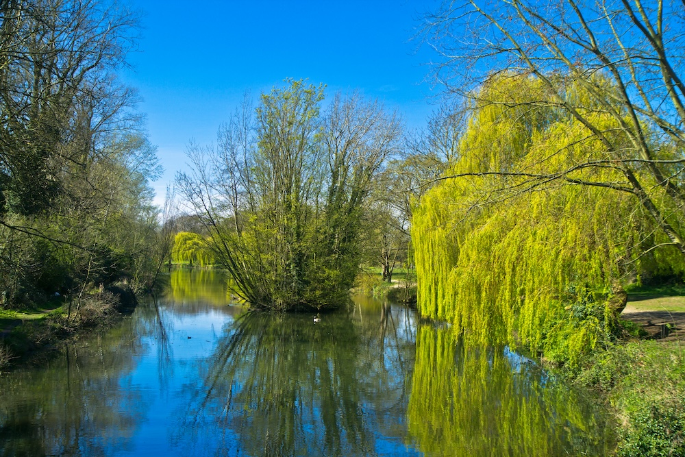 green willow trees in the lake, Upminster