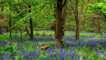 Bluebell Woods