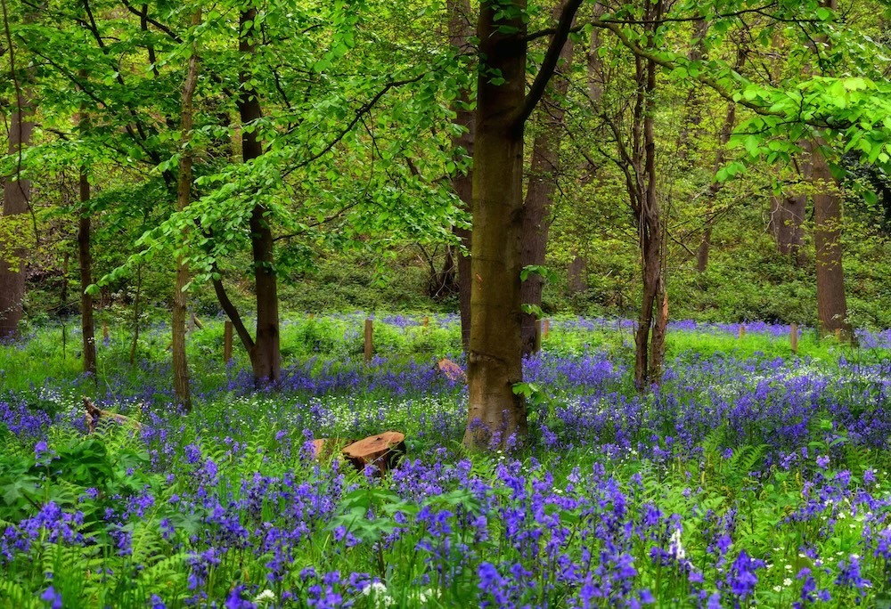 Bluebell Woods